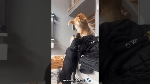 Happy Tails: Pet Laughter Fest! 🐾😂