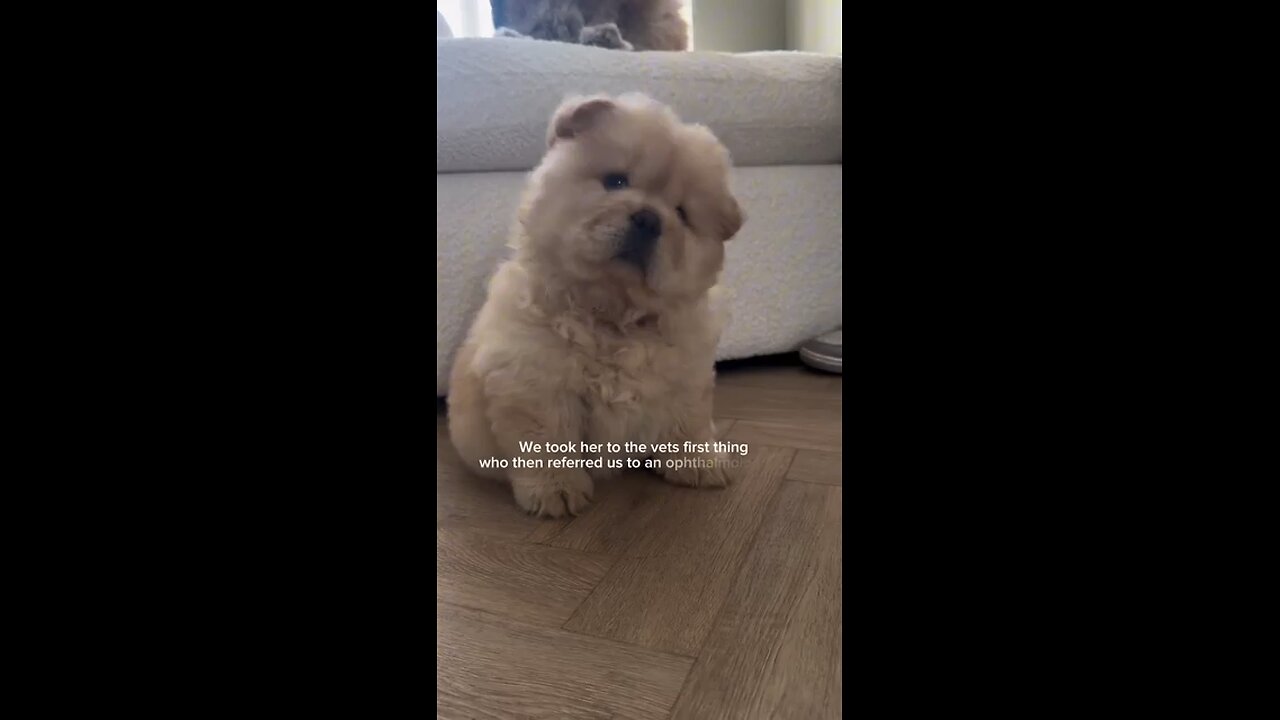 🤍Welcome to our family Winnie🤍🥰