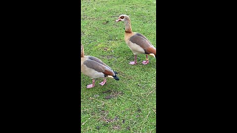Two Egyptian Goose 🪿 #egyptiangoose #subscribe #shorts #viral #trending