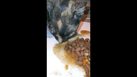 cat eating his favorite food