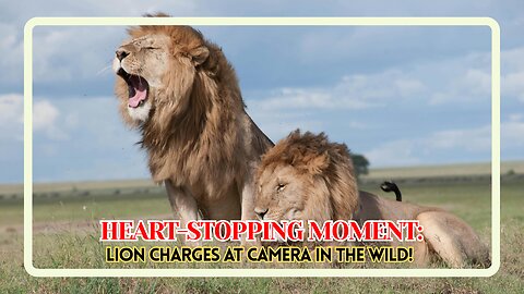 Heart-Stopping Moment: Lion Charges at Camera in the Wild!