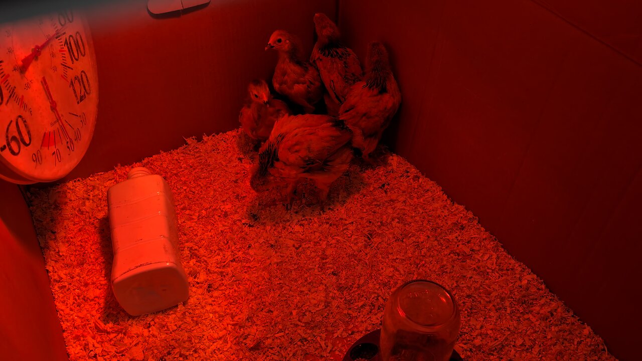 5 chicks week 4