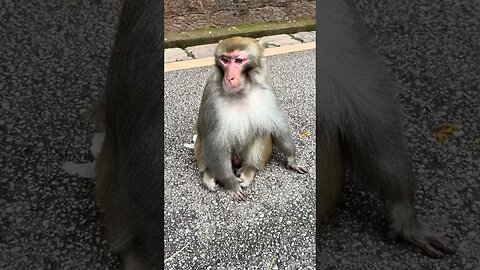 Biting hand monkey