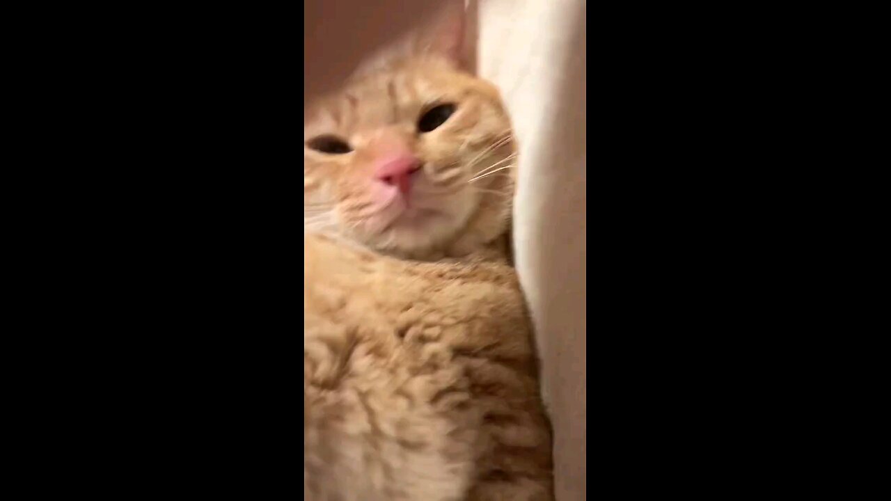 Cute Cat 😻❤️