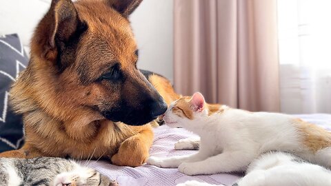 German Shepherd and Kittens are Cute Friends
