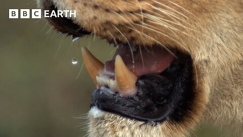 The Surprising Visitors Of A Lion’s Feast | Africa | BBC Earth
