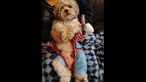 Dog from SAW