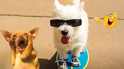 2025’s Funniest Dogs & Cats 😂 You Won’t Stop Laughing! | You Laugh You lose 😍😸😹 #Ep58