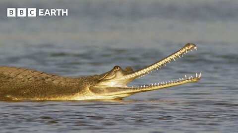 Dark of Night Conceals One of India's Strangest Inhabitants | Hidden India | BBC Earth 