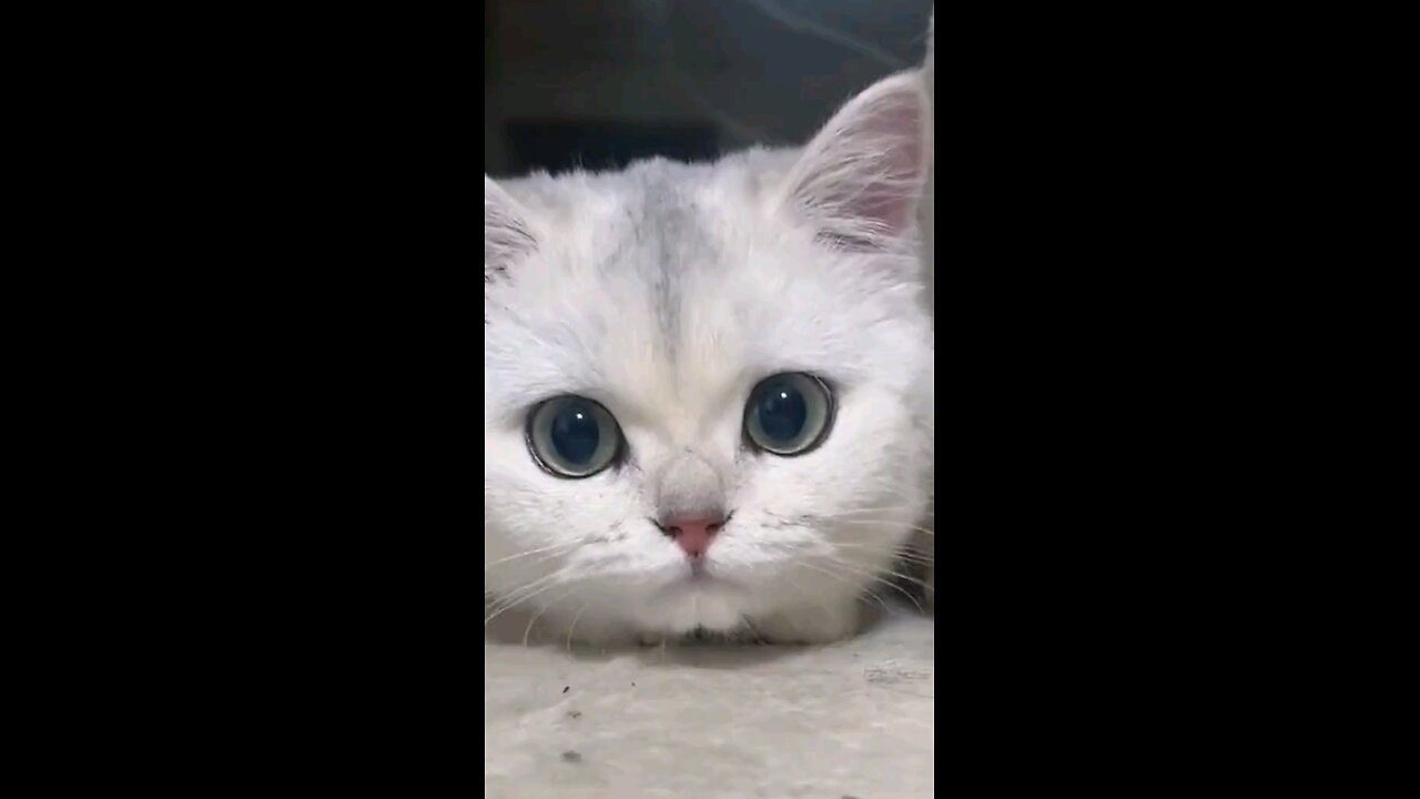 Cute Funny Cats | Funny Things