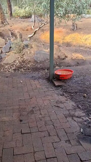 Kangaroos can’t wait to get into pub