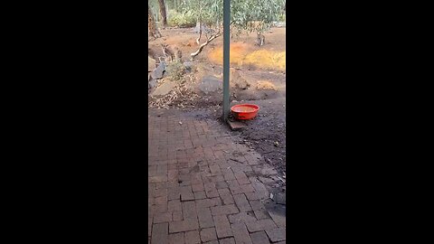 Kangaroos canโt wait to get into pub