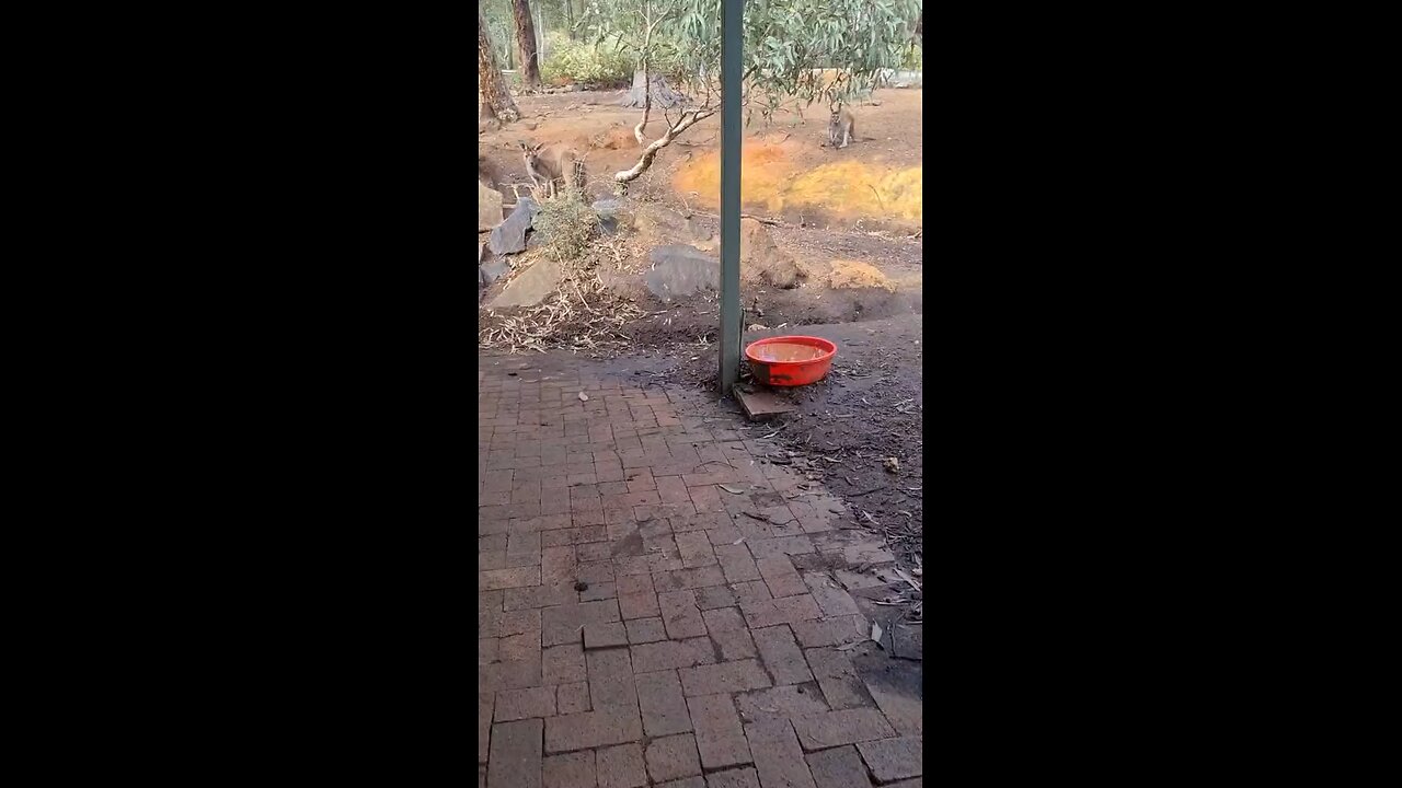 Kangaroos can’t wait to get into pub