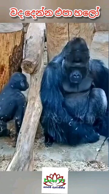 Don't bother me, hello. වද දෙන්න එපා හලෝ