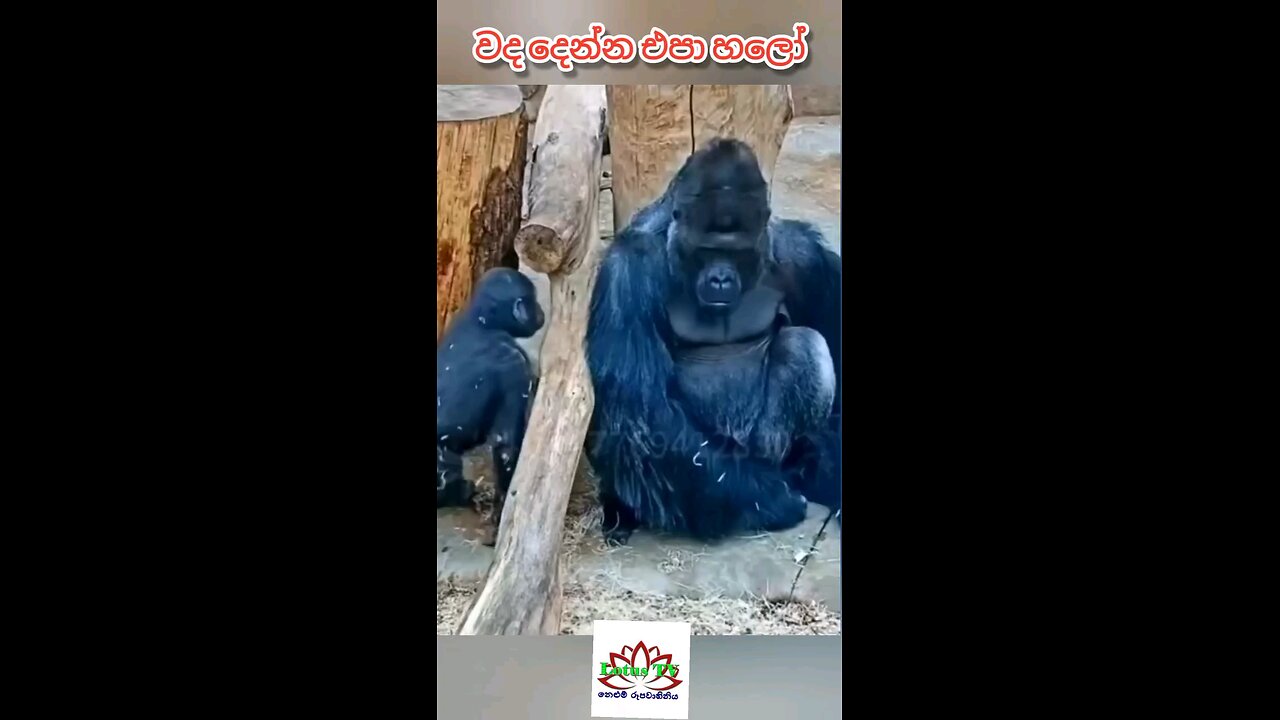 Don't bother me, hello. වද දෙන්න එපා හලෝ