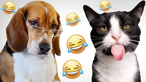 Funny Dog & Cat Moments Compilation | Try Not to Laugh!