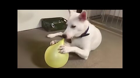 These funny dogs will make you laugh till you drop 😂 Funny Dog Videos 2025