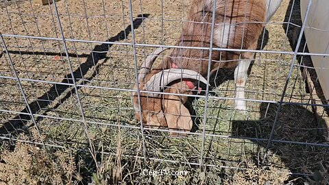 Graham Family Farm NW: 9:20 AM July 2 2025
