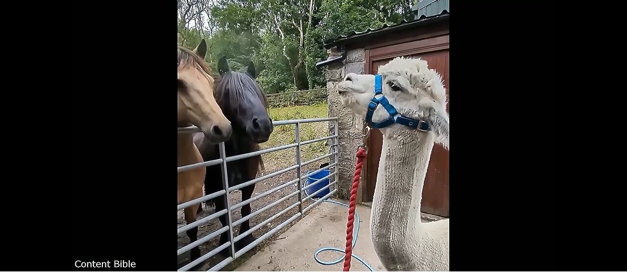 Animals in horrifying Situations - Funniest Comedy Compilation (part two)