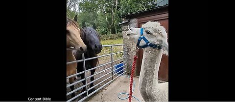 Animals in horrifying Situations - Funniest Comedy Compilation (part two)