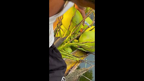 peak of tree coconut drinking #fruit
