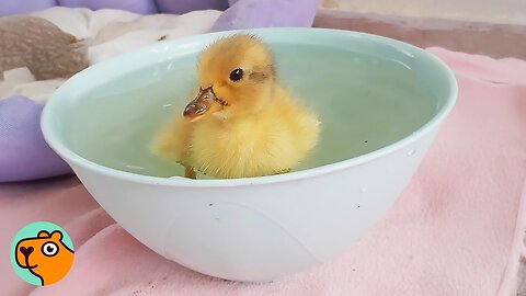 Woman Saves the Tiniest Duckling and Teaches Him to Walk | Cuddle Buddies