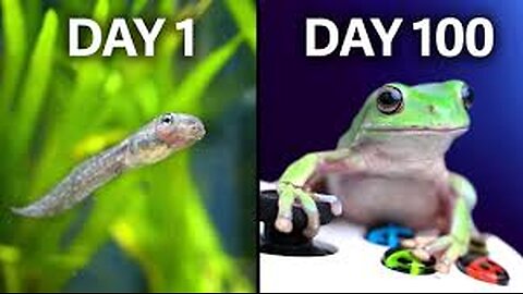 100 Days of Frogs in a Virtual World