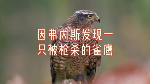因弗内斯发现一只被枪杀的雀鹰