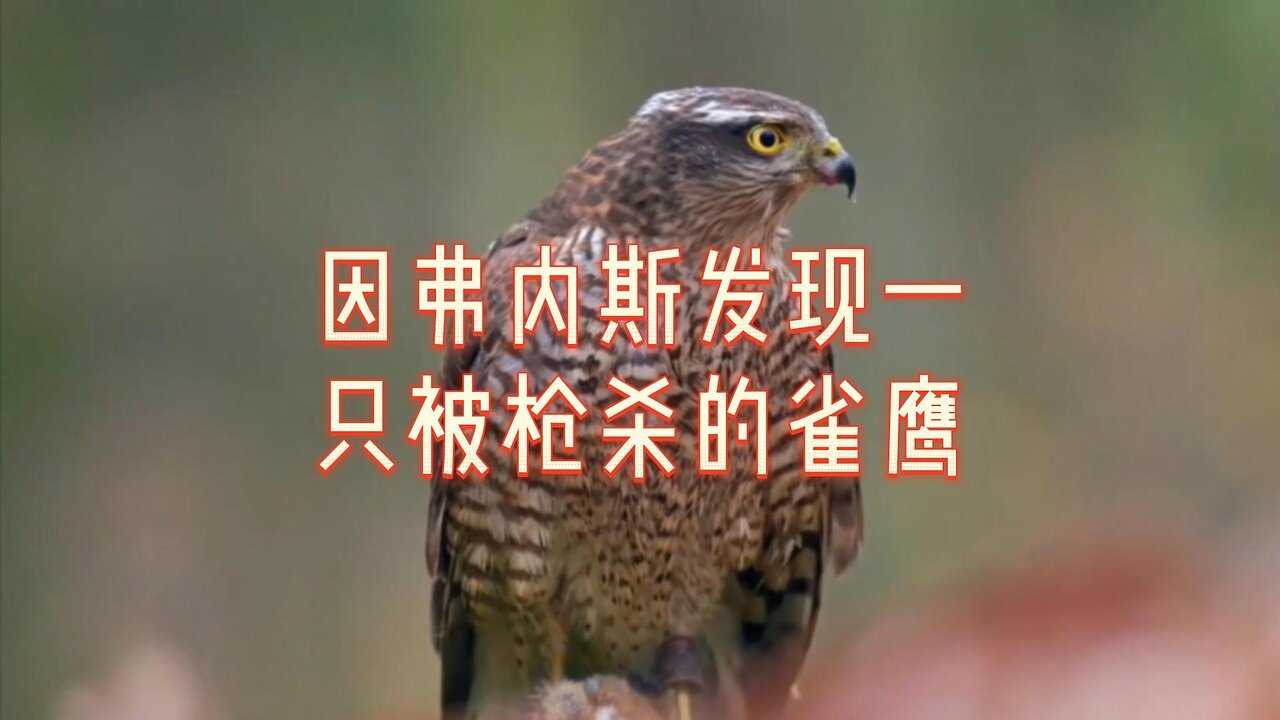 因弗内斯发现一只被枪杀的雀鹰