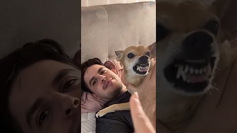 Funny Animals Fails #funnyanimals #animals #pets #shorts