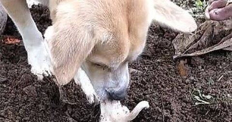 A dog ๐ whose son died and buried him crying, a scene ๐
