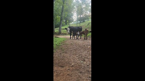 Newborn baby heifer calf.