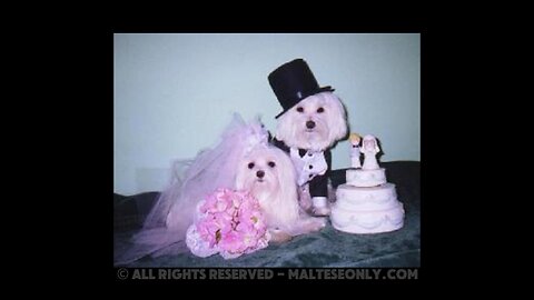 Maltese dog photos Part 4