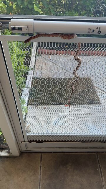 Corn snake in my house