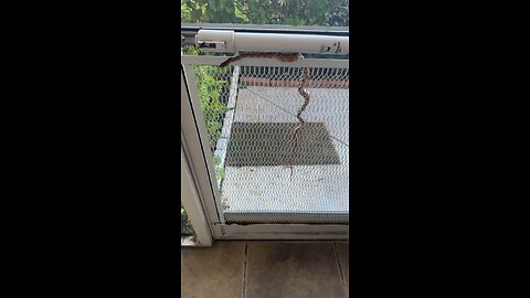 Corn snake in my house