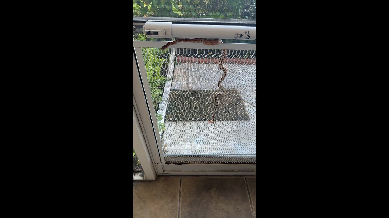 Corn snake in my house
