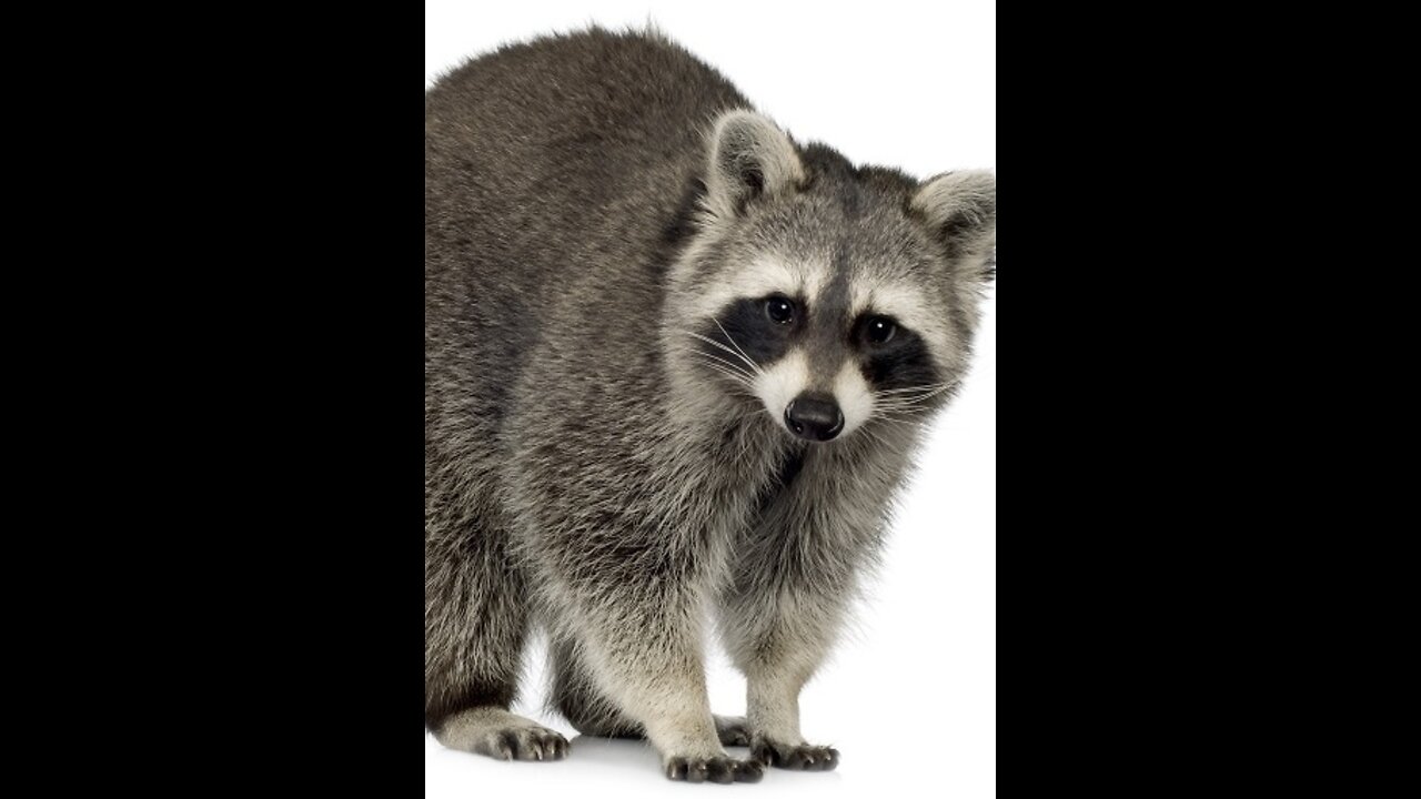 Raccoon Time