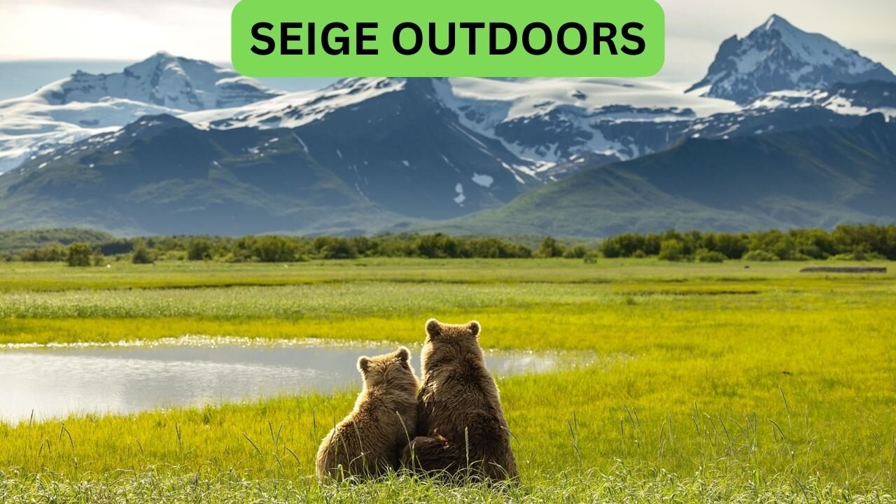 Katmai National Park Bear Feeding Live Stream!