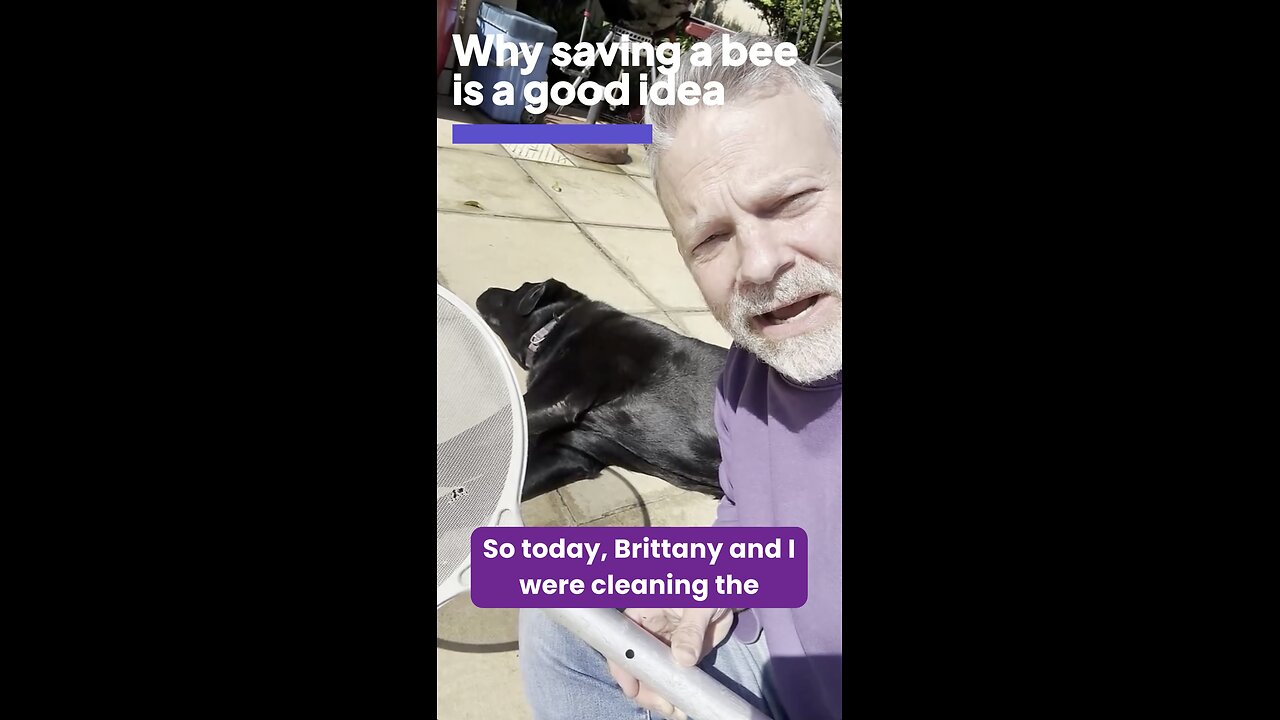 Why saving a bee is a good idea