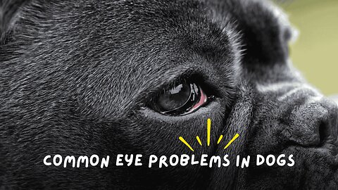 Common Eye Problems in Dogs: What Every Pet Parent Should Know