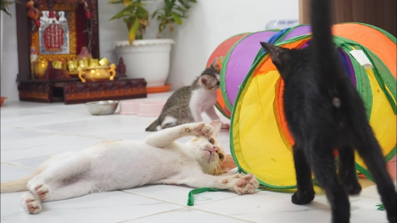 Very active Rescue Kitten are so happy in the house! They fell good and safe with the lovely owner
