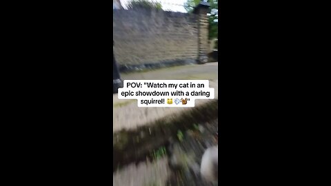 Snowy in a high speed chase with a 🐿 📸🐈