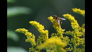 Why are herbs safer than drugs?
