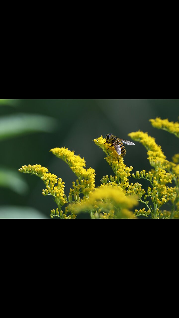 Why are herbs safer than drugs?