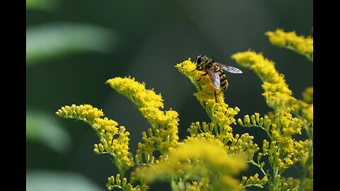 Why are herbs safer than drugs?