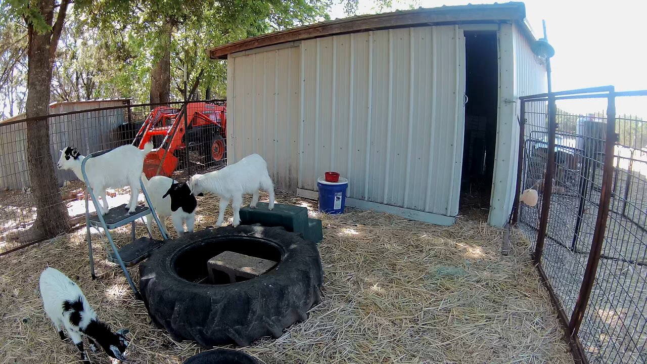 More mini goat head bump practice