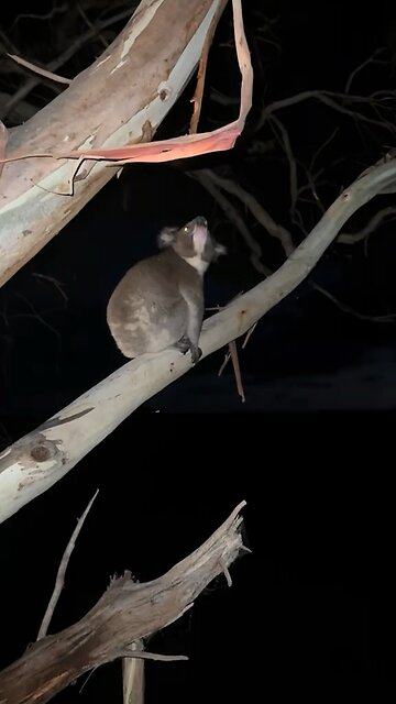 Australian koala