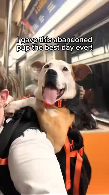 Love All Life Always #184 - Best Day Ever For This Pup! Go ahead, Adopt A Dog, Reap The Love!