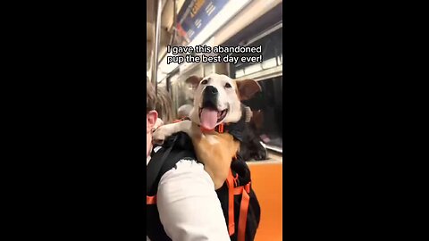 Love All Life Always #184 - Best Day Ever For This Pup! Go ahead, Adopt A Dog, Reap The Love!