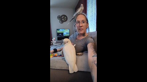 How To Trim Cockatiel Nails